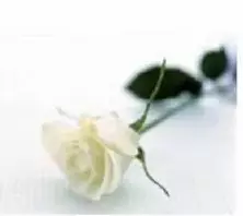 Portrait von Claudine STRIEVY