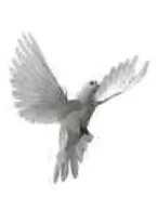 Portrait von Yves Bourkel