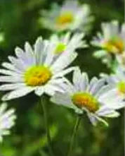 Portrait von Josée Kauten-Traufler