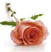 Portrait von Marcel Di Cato