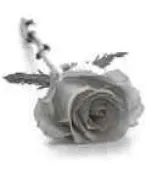 Portrait von Robert Stoffel