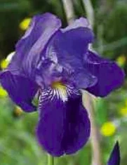 Portrait von Joséphine Asseray-Mangen